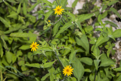 Wedelia acapulcensis