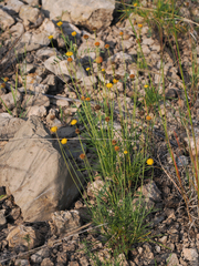 Thelesperma longipes