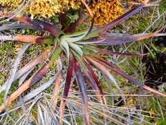 Puya clava-herculis