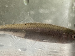 Cyprinella spiloptera