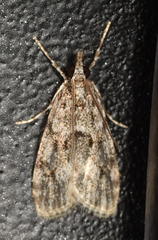 Eudonia heterosalis