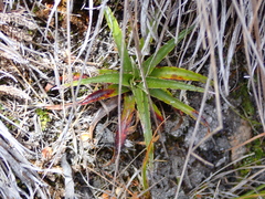 Puya clava-herculis