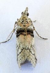 Passadena flavidorsella