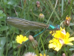 Calopteryx xanthostoma