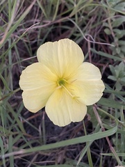 Oenothera drummondii
