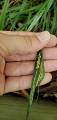 Carex blanda