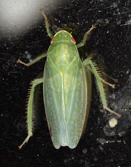 Gyponana