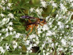 Polistes bellicosus