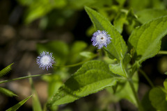 Ageratum