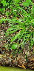 Carex blanda