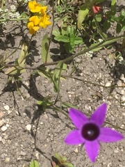 Campanula lusitanica
