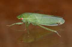 Gyponana