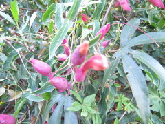 Dolichandra cynanchoides