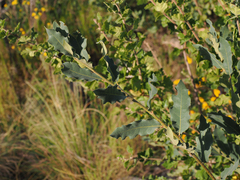 Quercus havardii