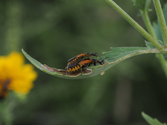 Chauliognathus limbicollis