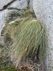 Festuca viridula