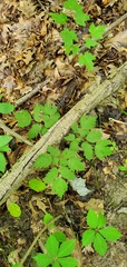 Actaea