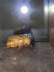 Cyclocephala