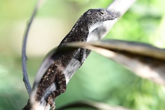 Anolis homolechis