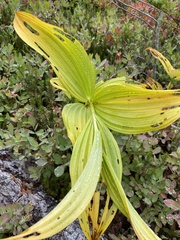 Veratrum