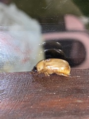 Cyclocephala