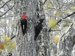Campephilus magellanicus