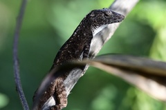 Anolis homolechis