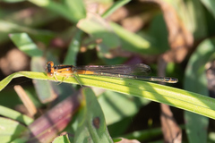 Ischnura