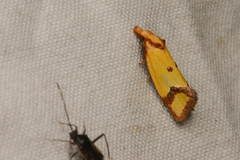 Agapeta zoegana