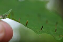 Vasates aceriscrumena