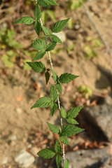 Rubus leucodermis