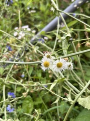 Erigeron strigosus