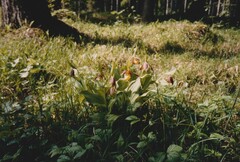 Cypripedium calceolus