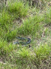 Pseudechis porphyriacus