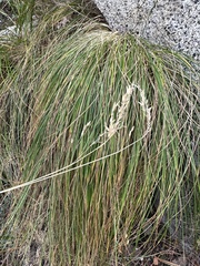 Festuca viridula