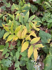 Streptopus lanceolatus