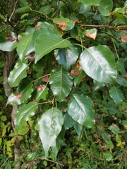 Populus × canadensis