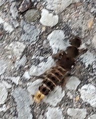 Platydracus maculosus