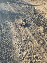 Crotalus oreganus helleri