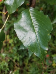 Populus × canadensis