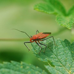 Cutocoris russatus