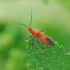 Cutocoris russatus
