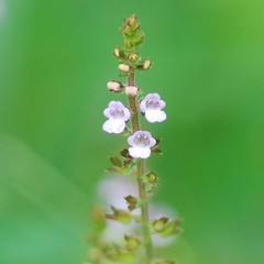 Perilla frutescens