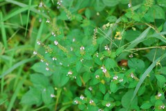 Perilla frutescens