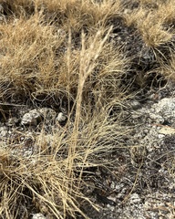 Calamagrostis breweri