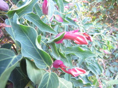 Dolichandra cynanchoides