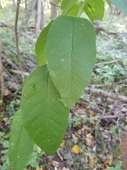 Prunus padus