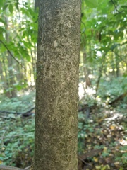 Prunus padus