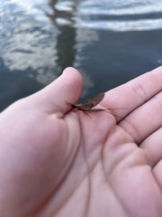Hexagenia bilineata