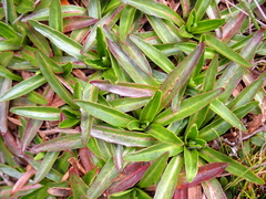 Hypochaeris sessiliflora